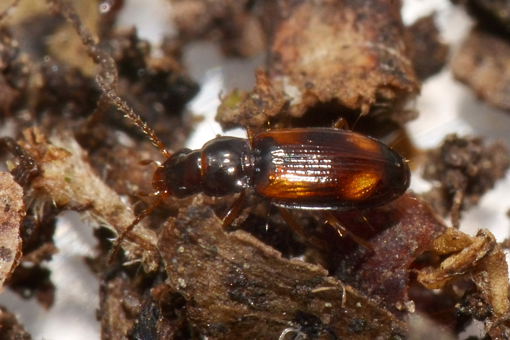 Carabidae:  Paratachys sp.?  No, Tachyura sp.